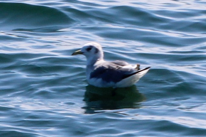 Mouette tridactyle - ML598311421