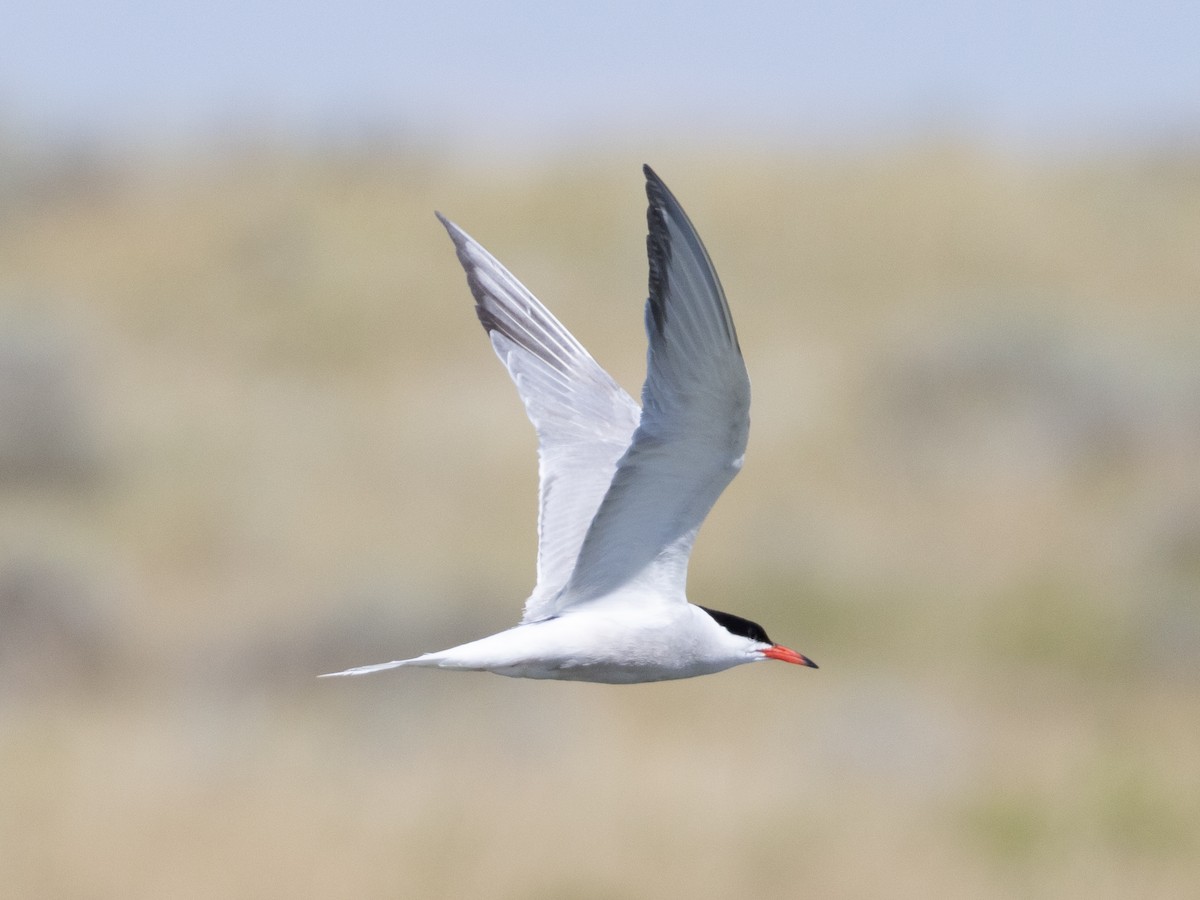 Common Tern - Angus Wilson