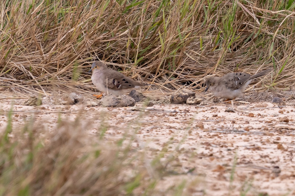 Long-tailed Ground Dove - ML598311641