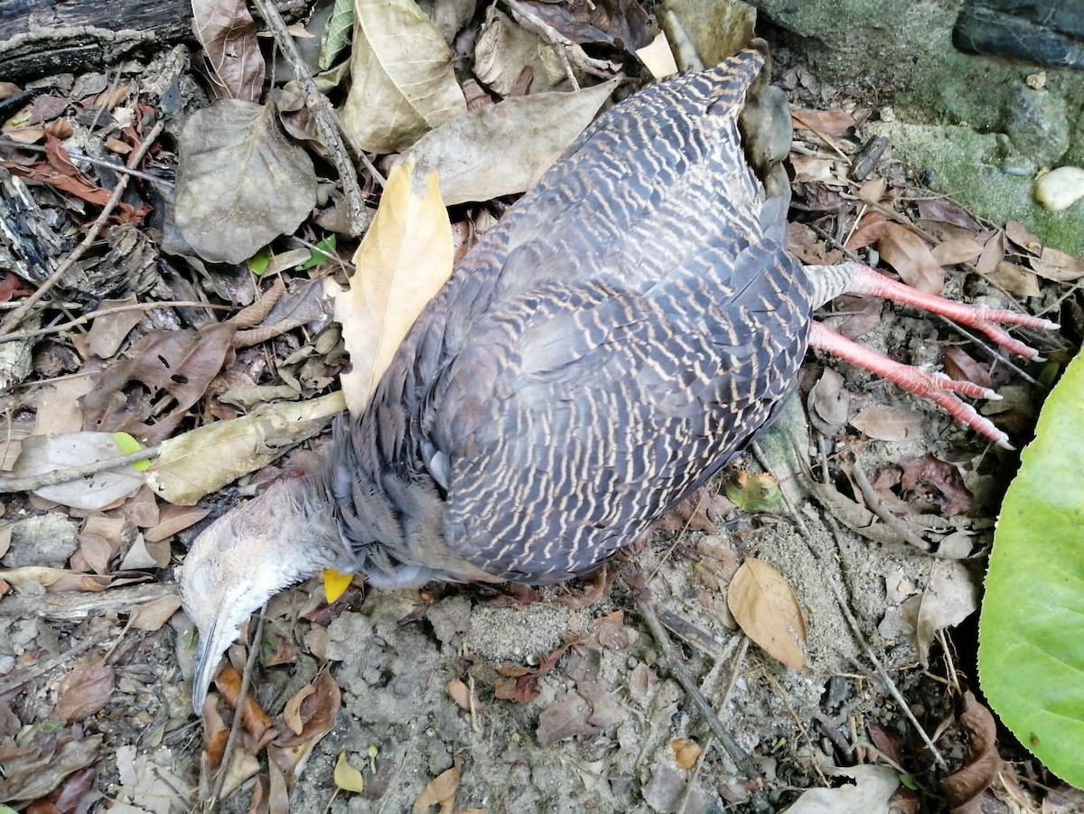 Tinamou à pieds rouges - ML598313211