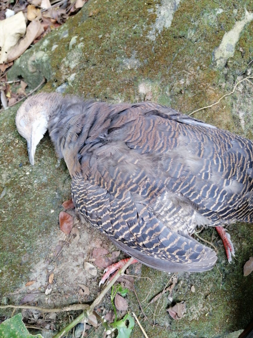 Tinamou à pieds rouges - ML598313521