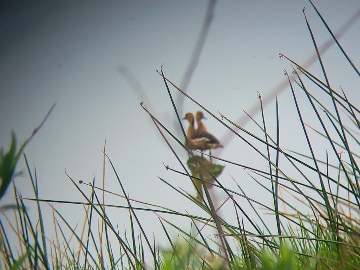 Fulvous Whistling-Duck - ML598313591