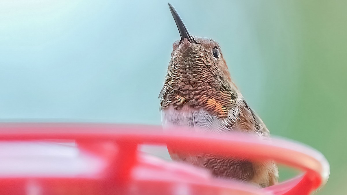 Colibrí de Allen - ML598314111