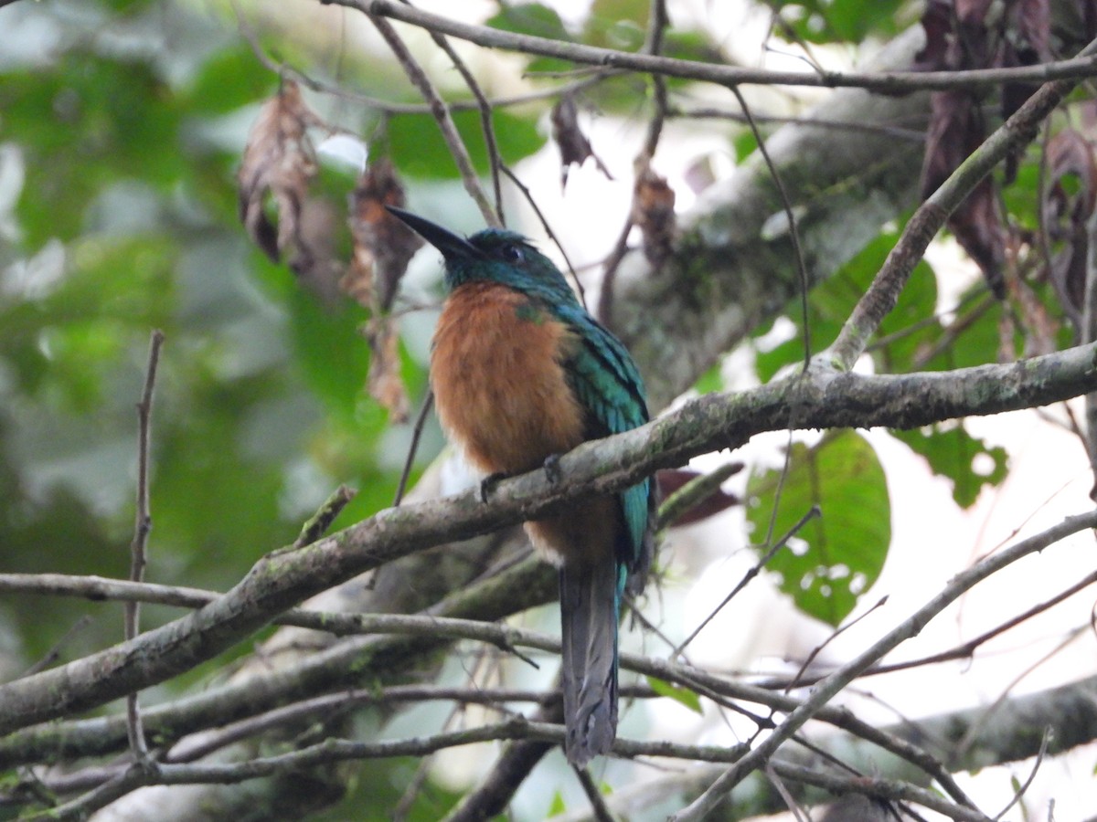 Great Jacamar - ML598314261