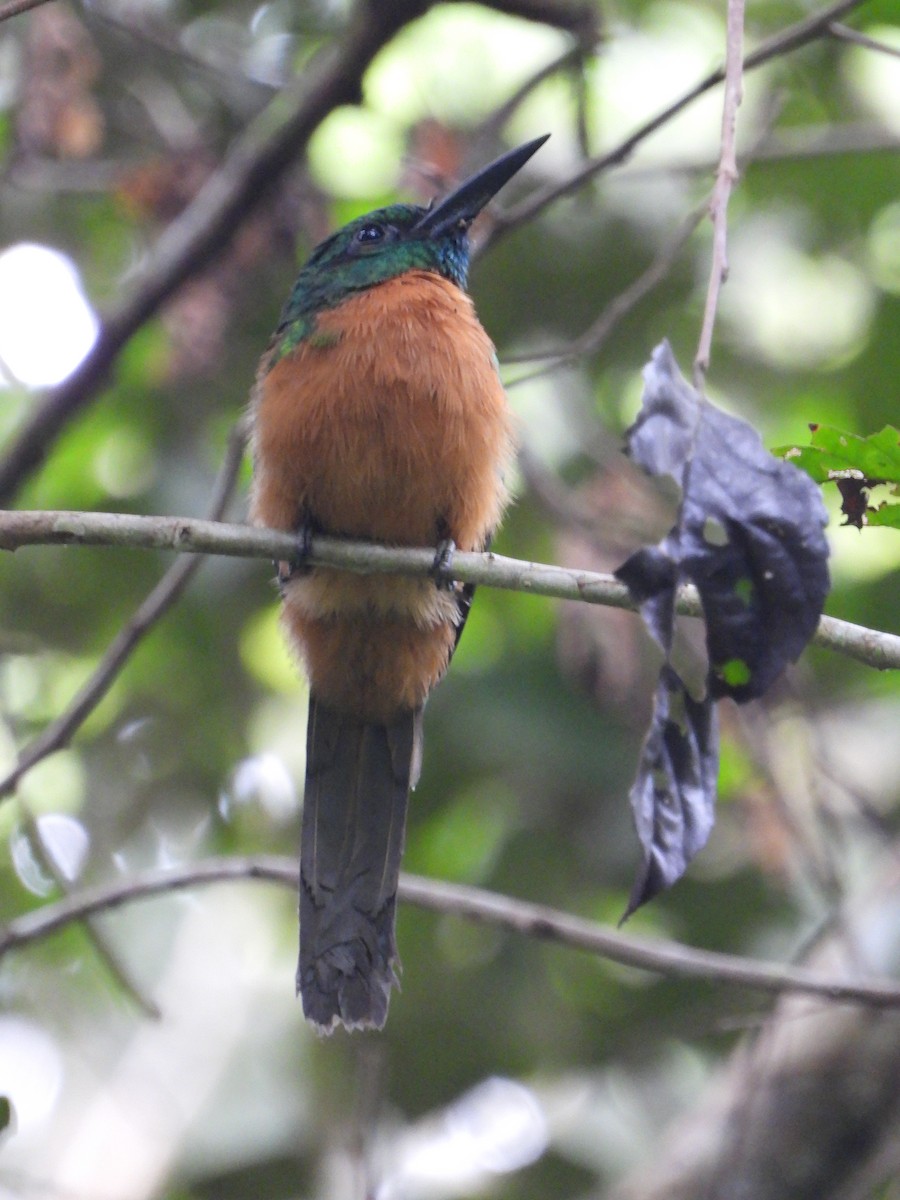 Great Jacamar - ML598314291