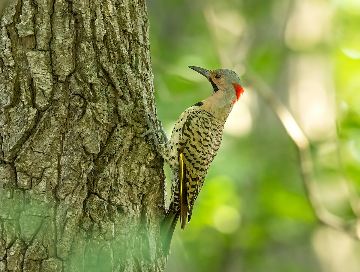 Northern Flicker - Harvey Fielder