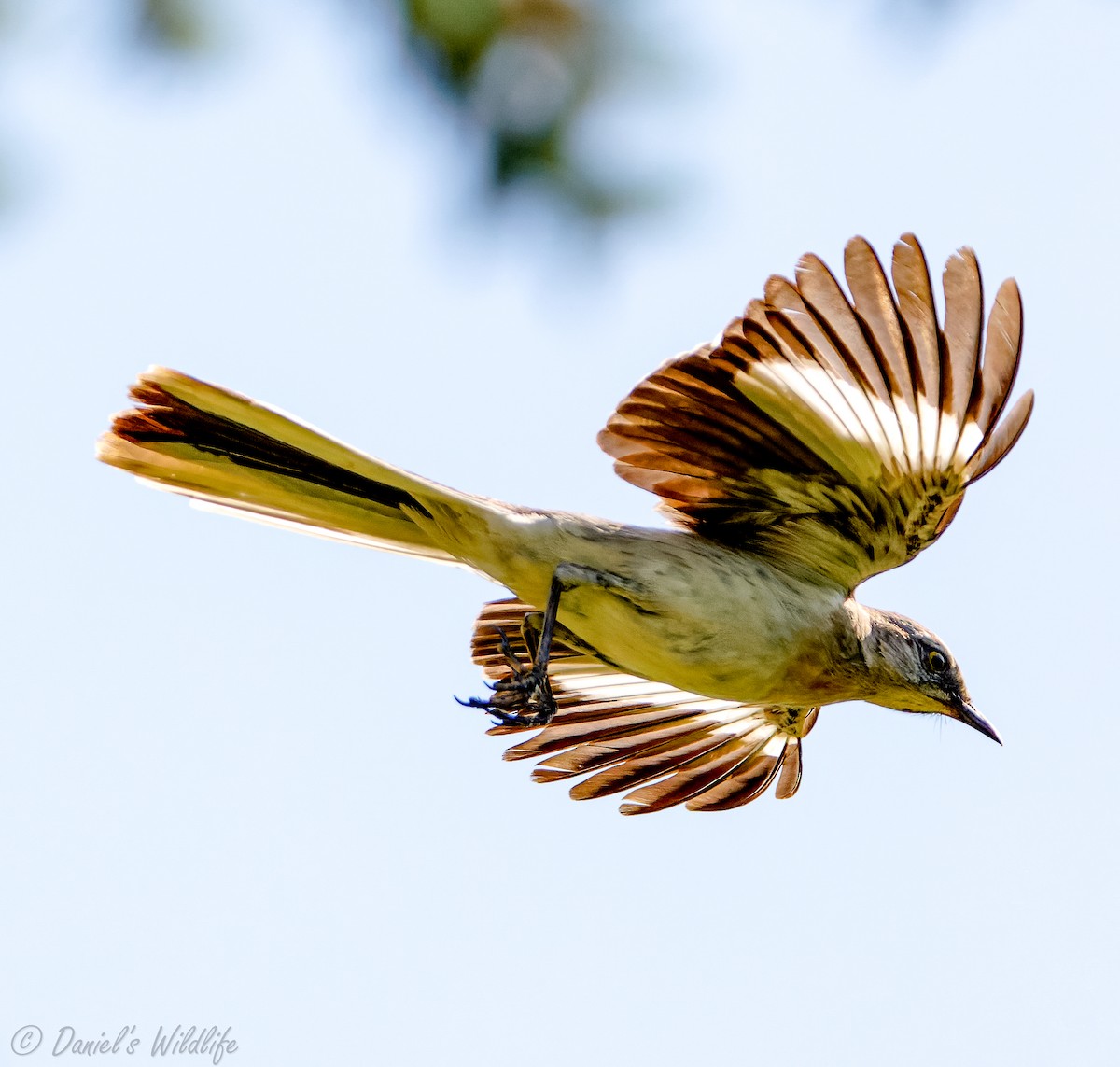 Northern Mockingbird - ML598315131