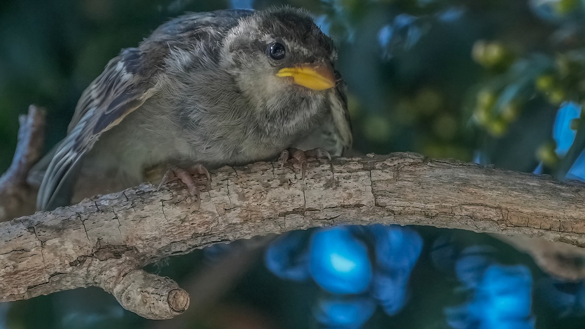 House Sparrow - ML598315691