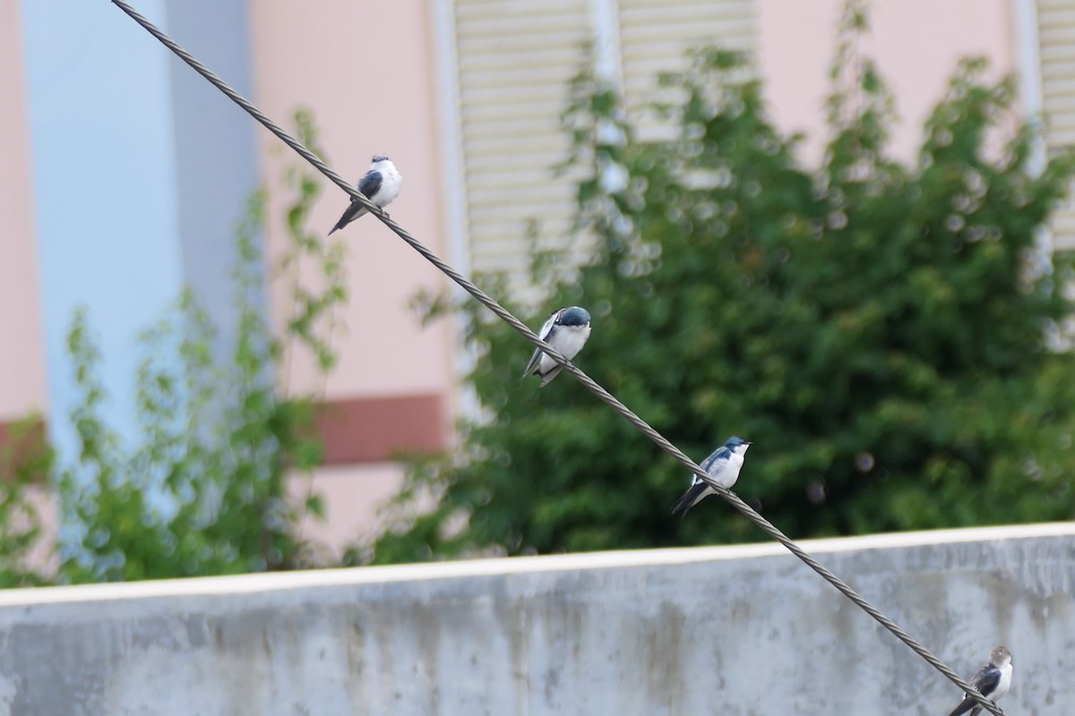 White-winged Swallow - ML598319811