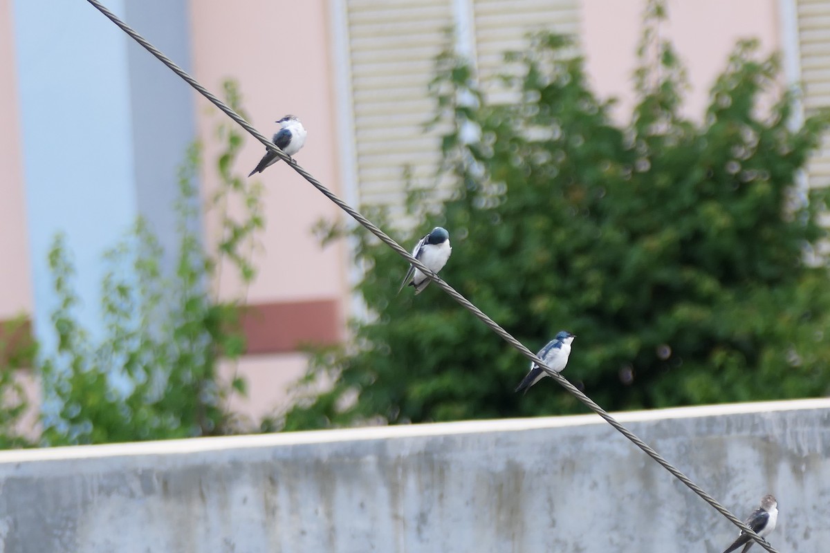 White-winged Swallow - ML598319841