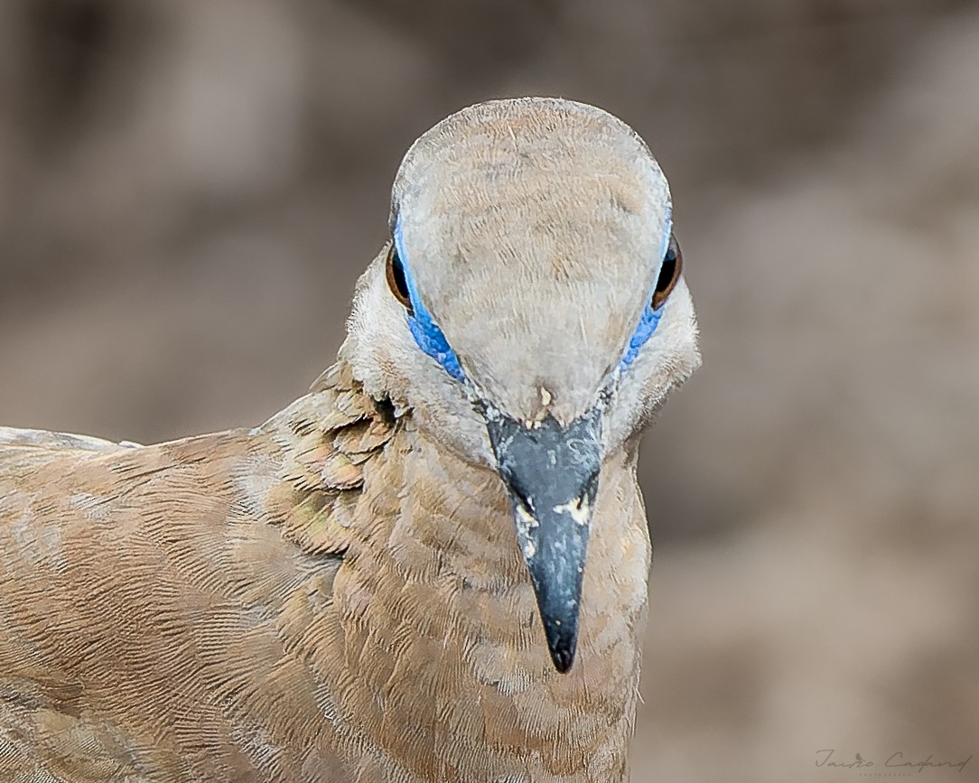 West Peruvian Dove - ML598320531