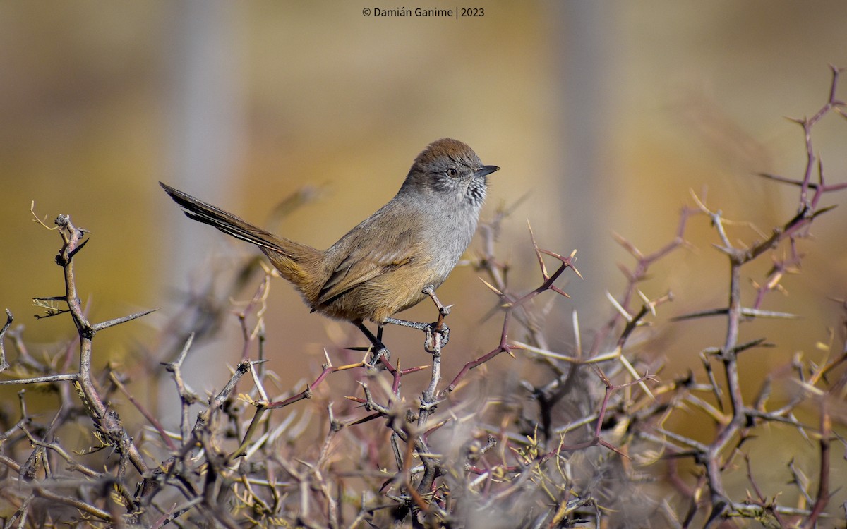 Patagonian Canastero - Damián Ganime