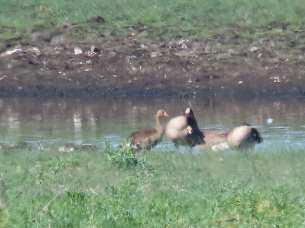 Greater White-fronted Goose - ML598321291