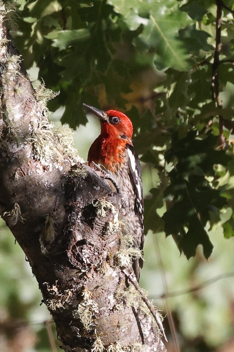 Red-breasted Sapsucker - ML598321881