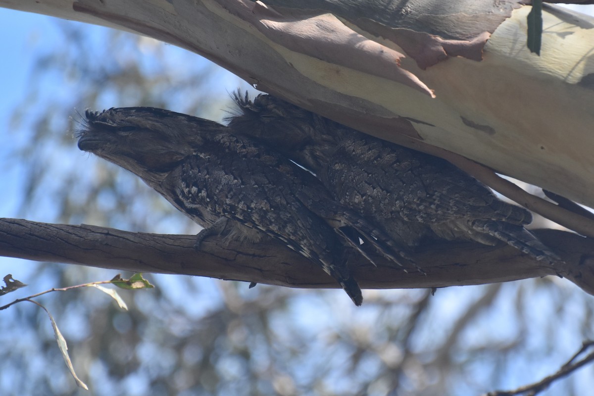 Tawny Frogmouth - Roger Harper