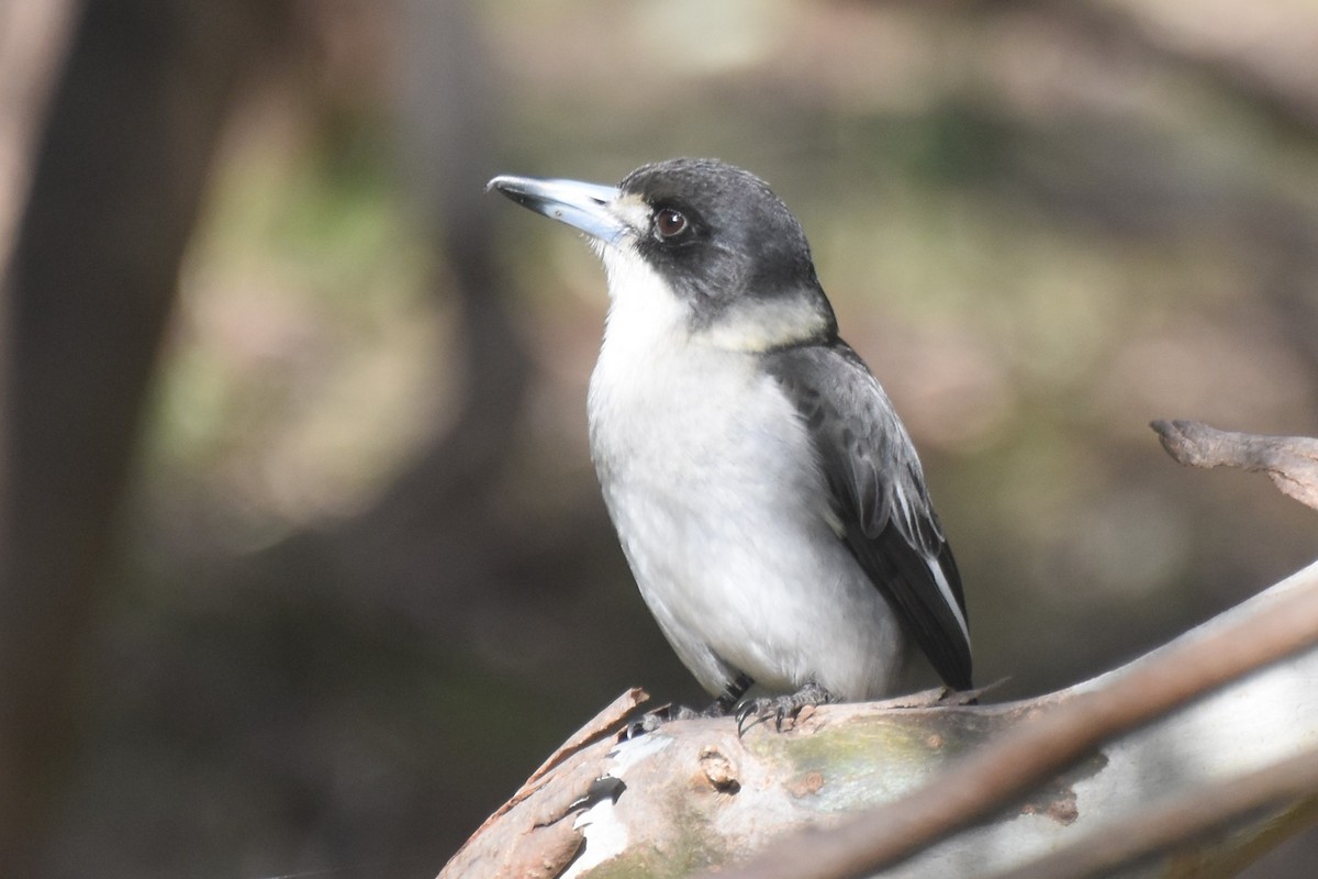 Gray Butcherbird - Roger Harper