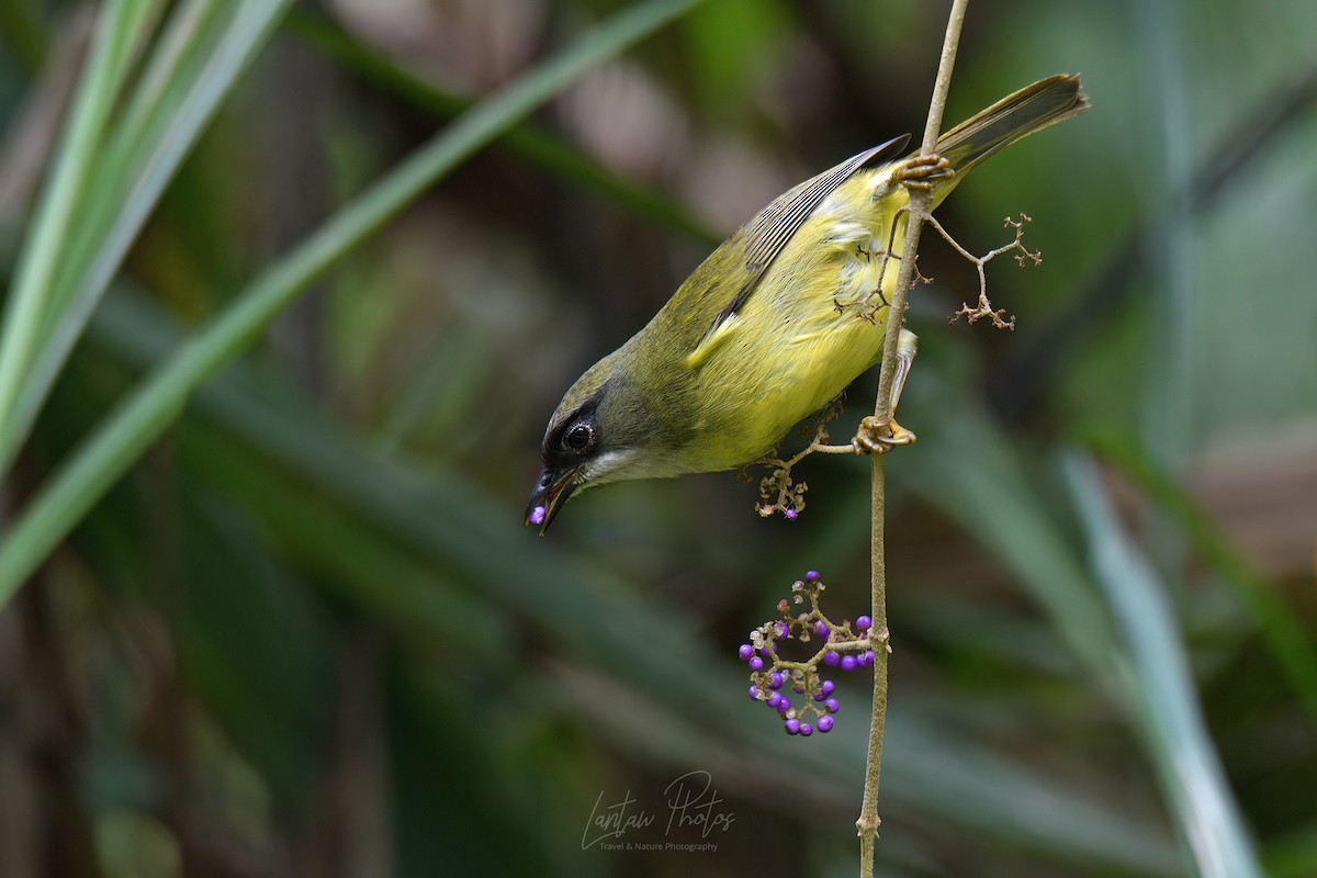 Mindanao White-eye - Allan Barredo