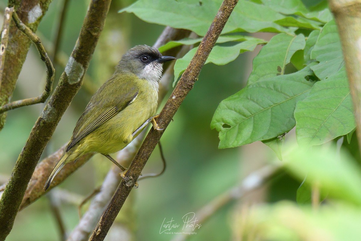 Mindanao White-eye - Allan Barredo