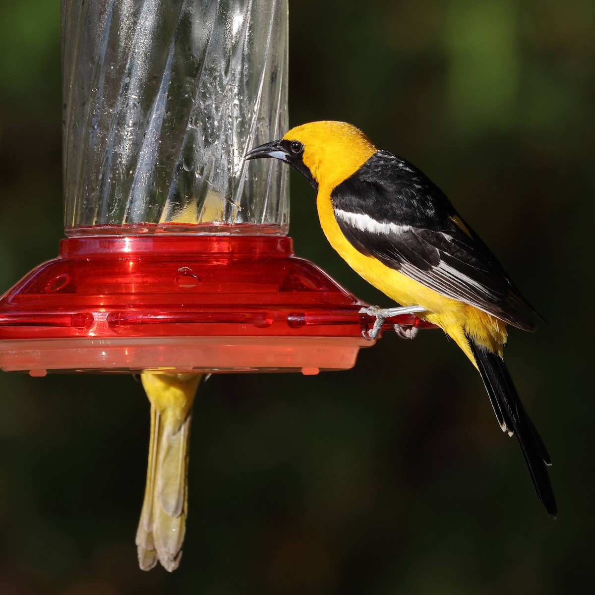 Hooded Oriole - Keith Leland