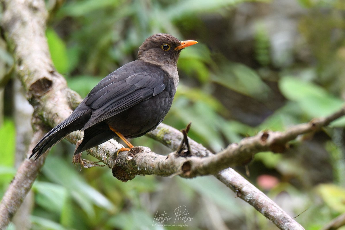 Mindanao Island-Thrush (Apo) - Allan Barredo
