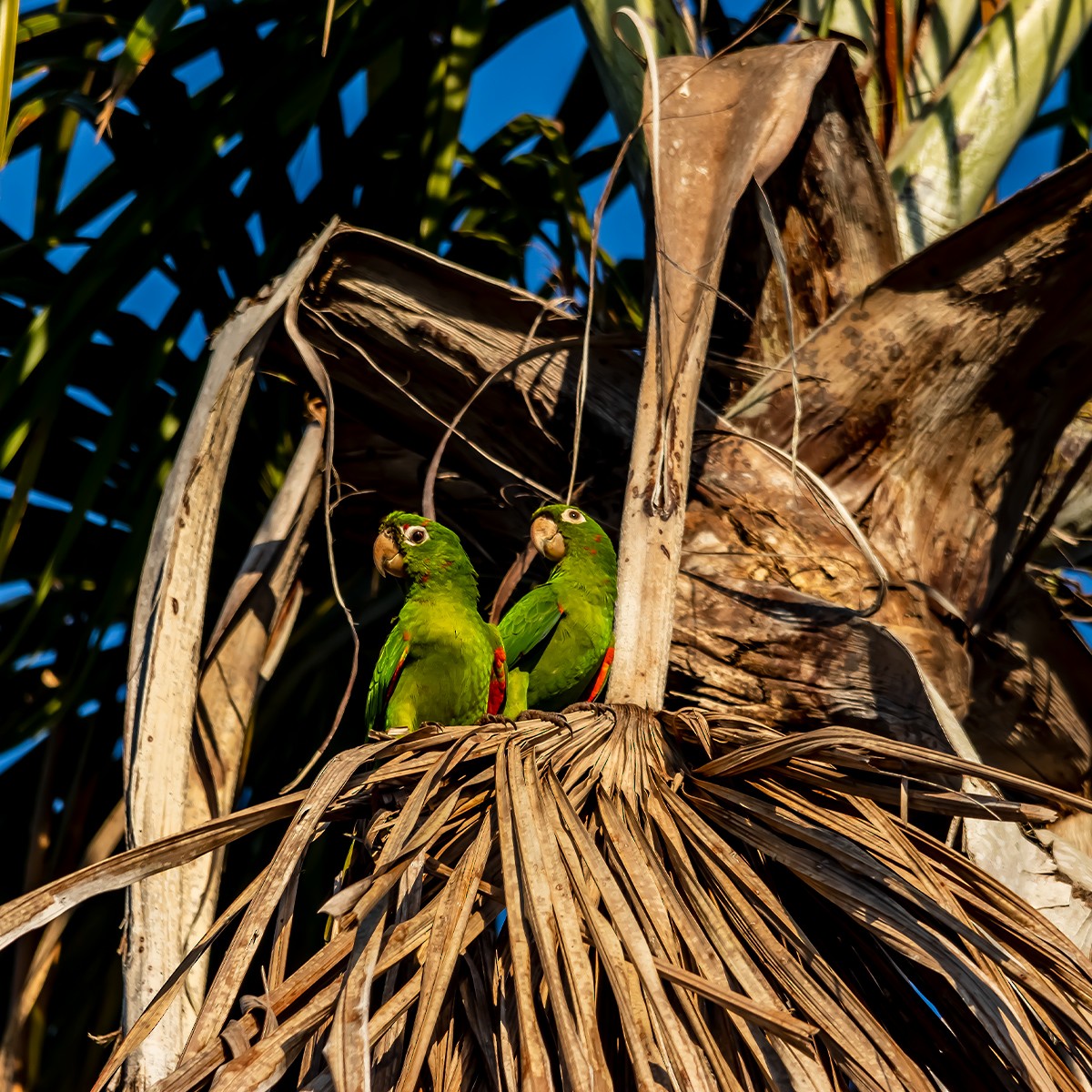 White-eyed Parakeet - Ana Amable www.peruwomenbirders.com