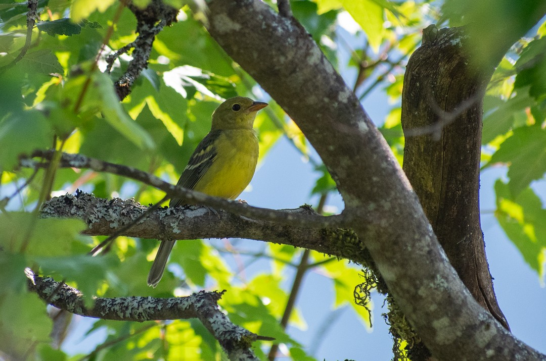 Western Tanager - ML598326001