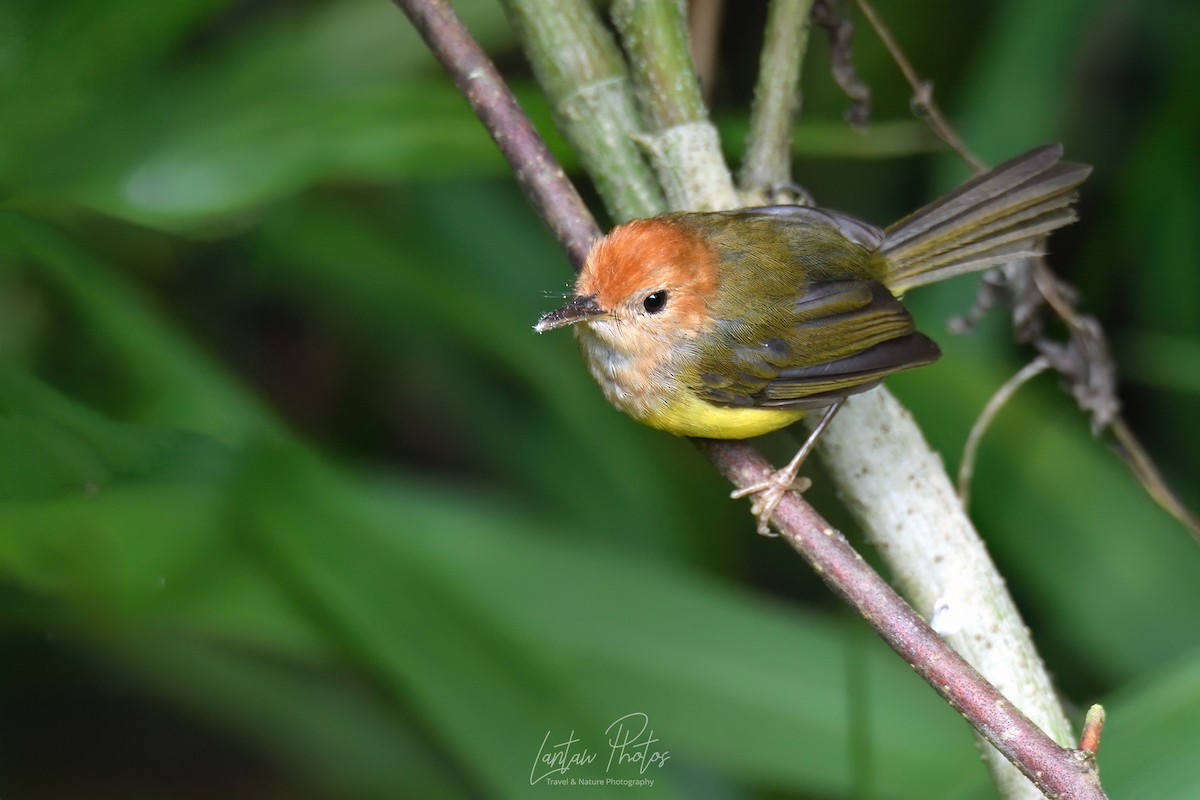 Rufous-headed Tailorbird - ML598326021