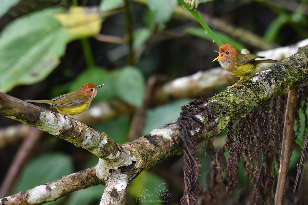 Rufous-headed Tailorbird - ML598326031