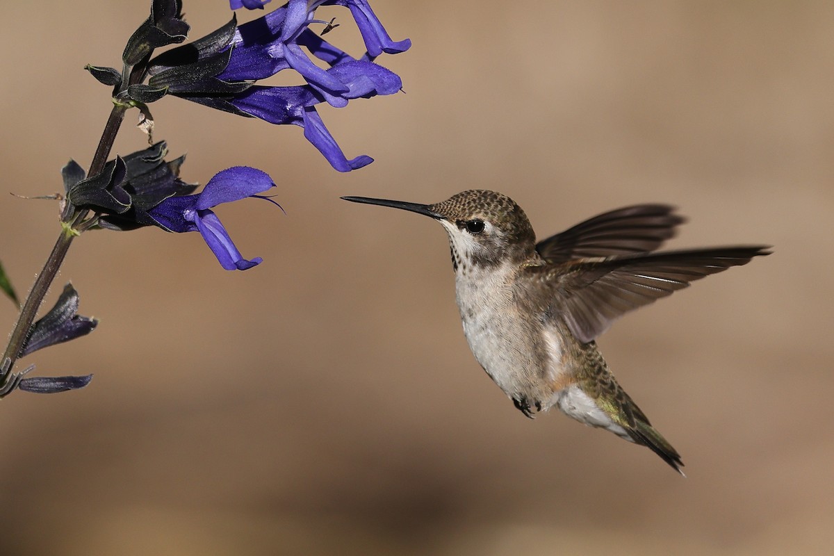 Black-chinned Hummingbird - Linda Pittman