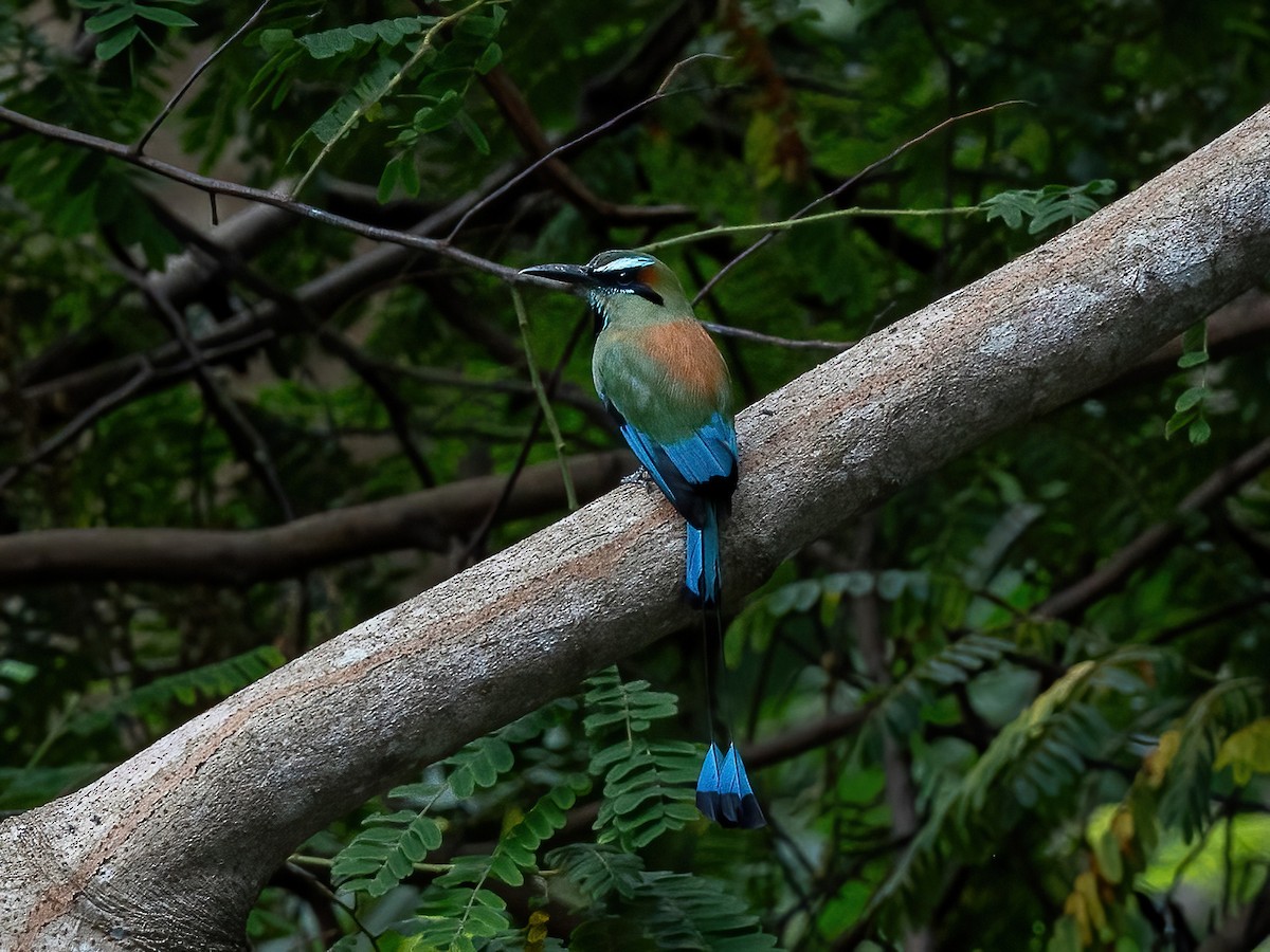 Motmot à sourcils bleus - ML598326981