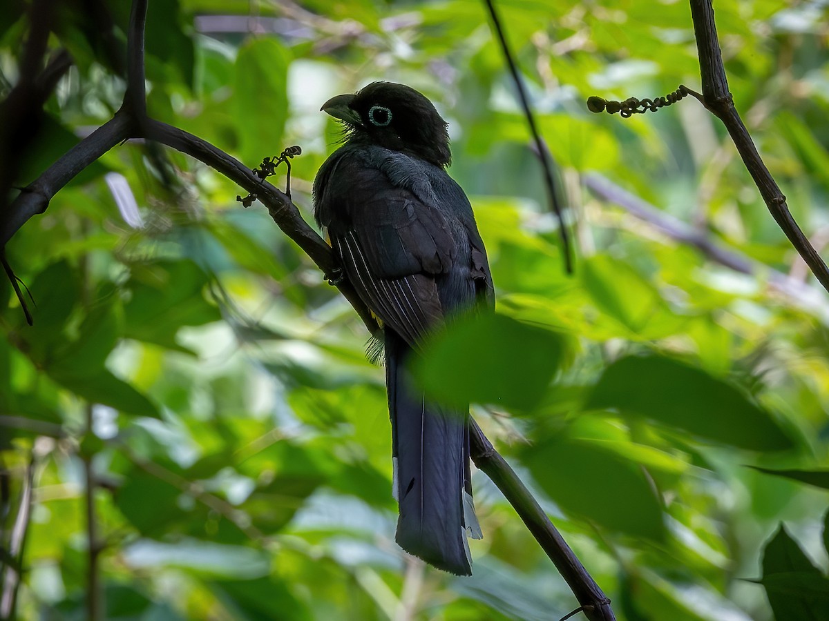 Trogon à tête noire - ML598327001