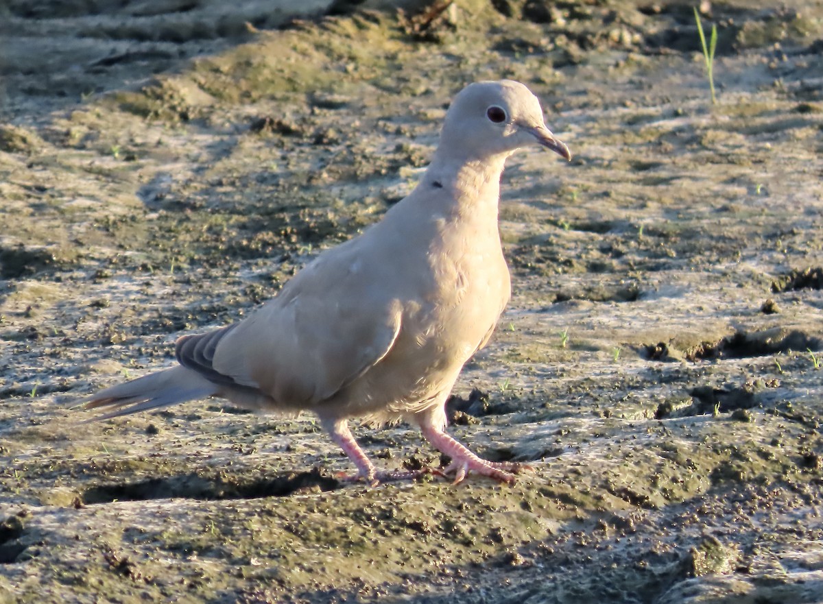 Eurasian Collared-Dove - ML598327761