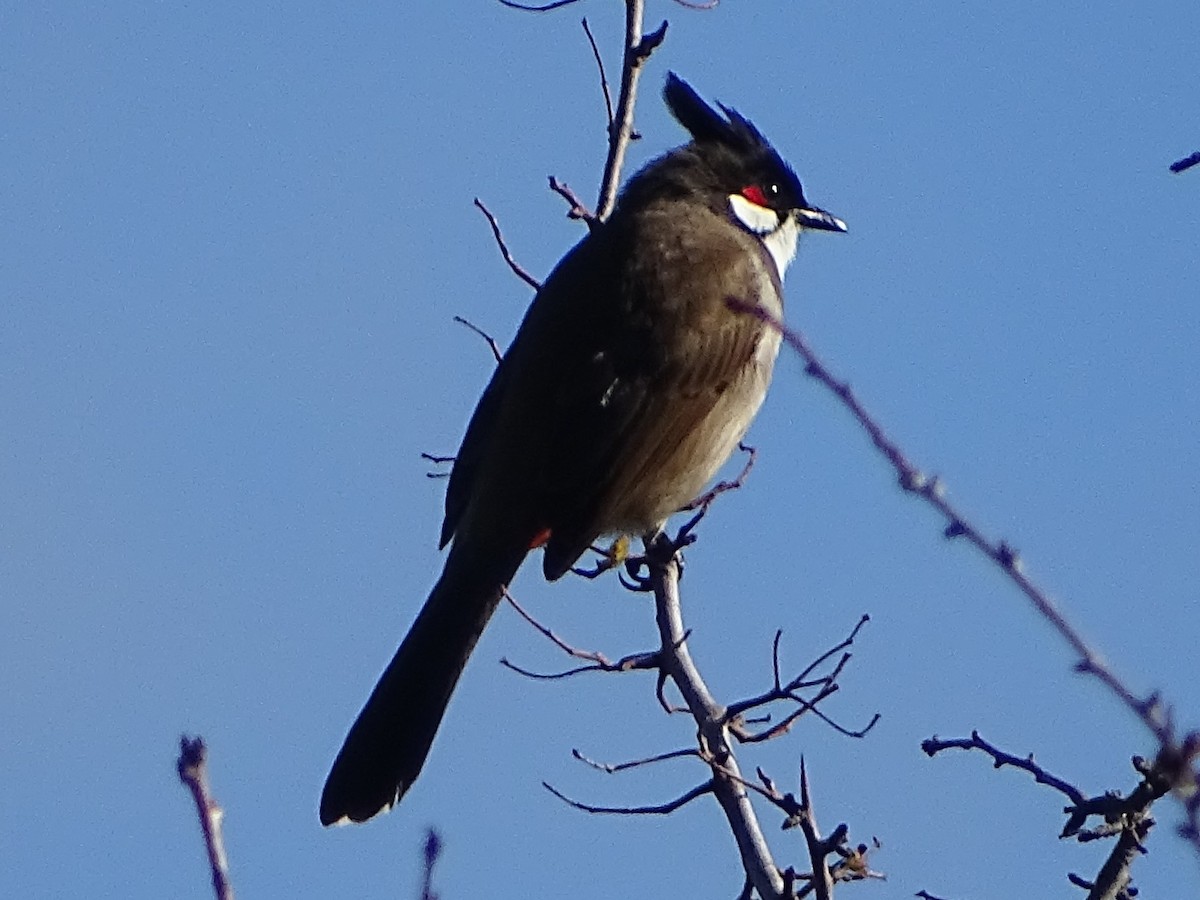Red-whiskered Bulbul - Tom May
