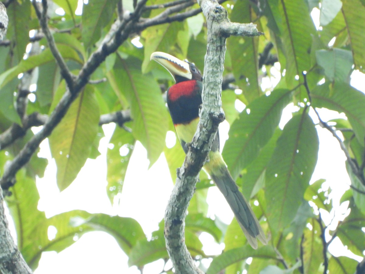 Ivory-billed Aracari - ML598328481