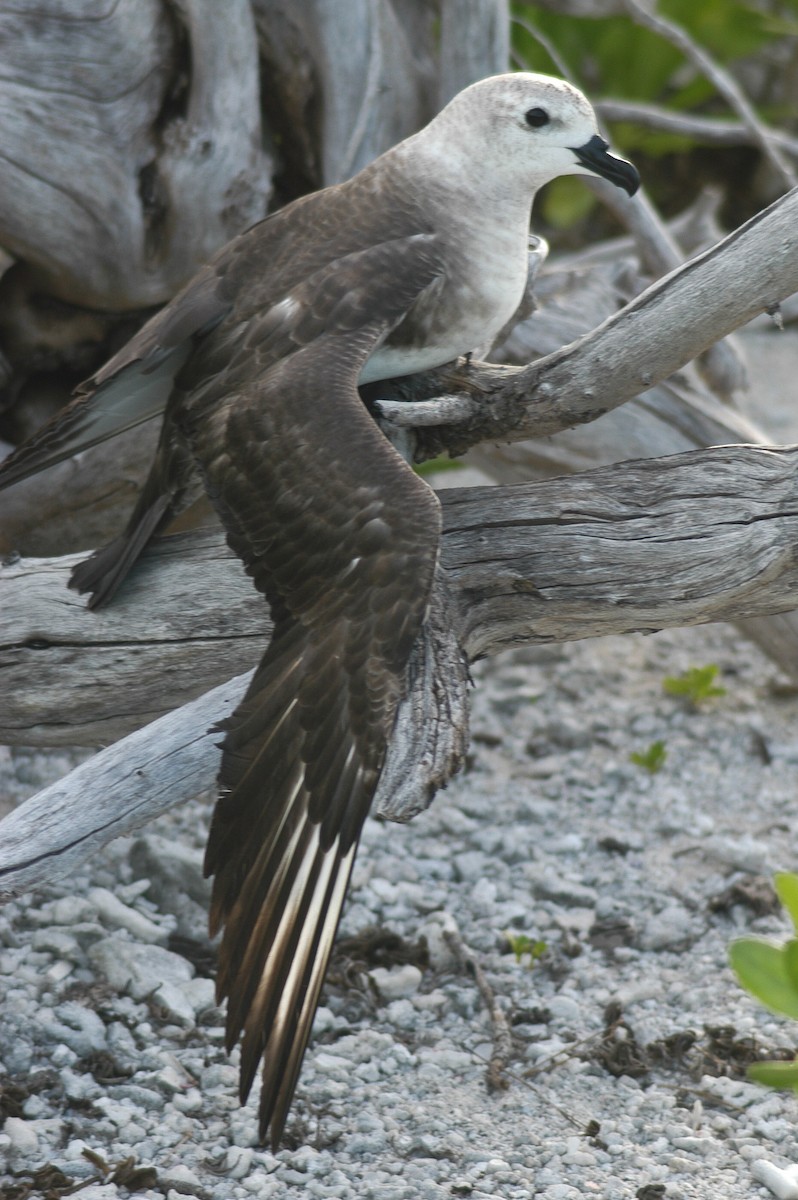 克島圓尾穴鳥 - ML59832881