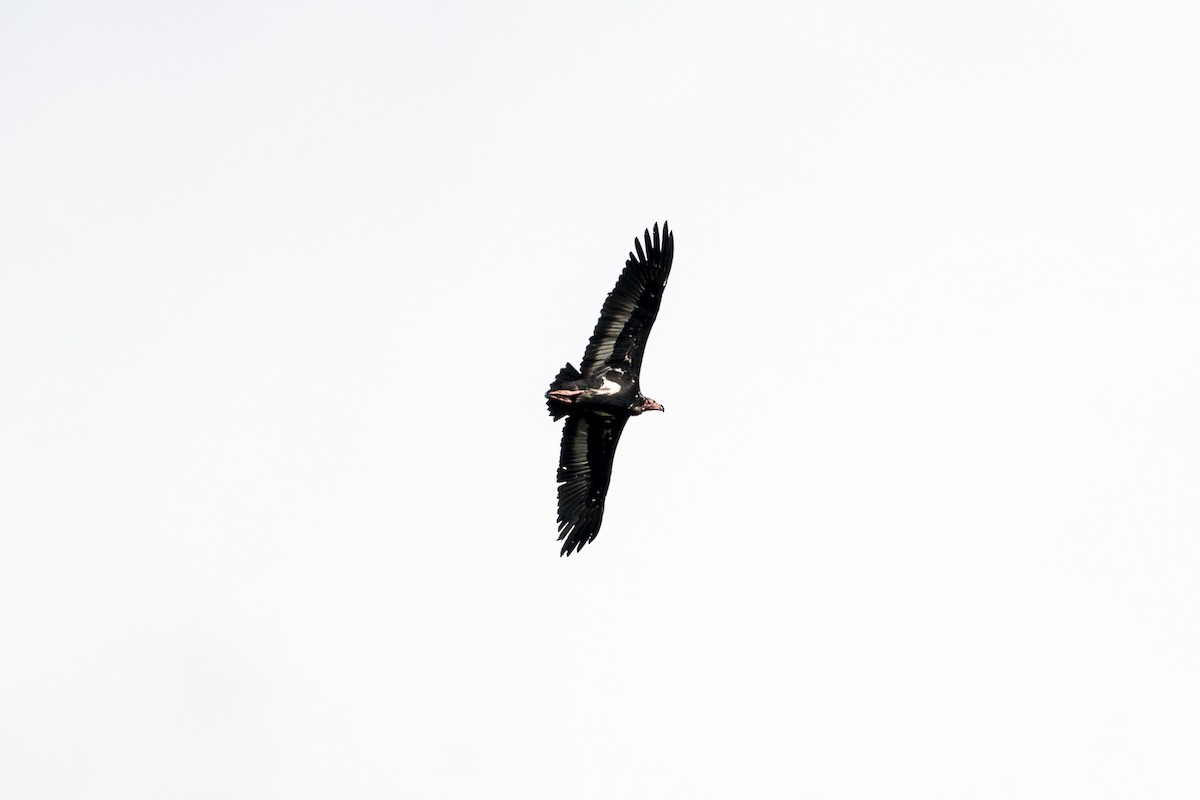 Red-headed Vulture - Pranav Pula