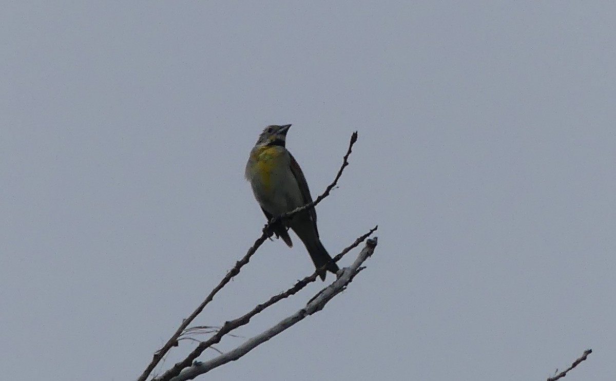 Dickcissel - ML598329231