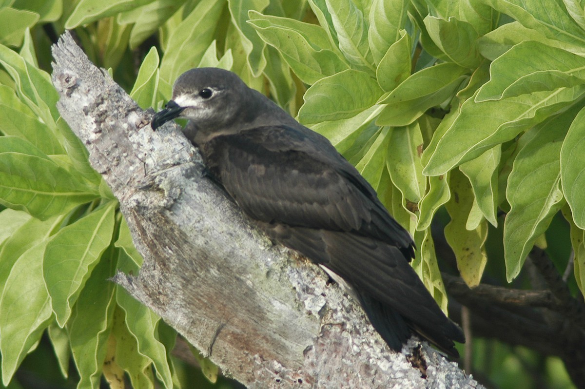 克島圓尾穴鳥 - ML59832951