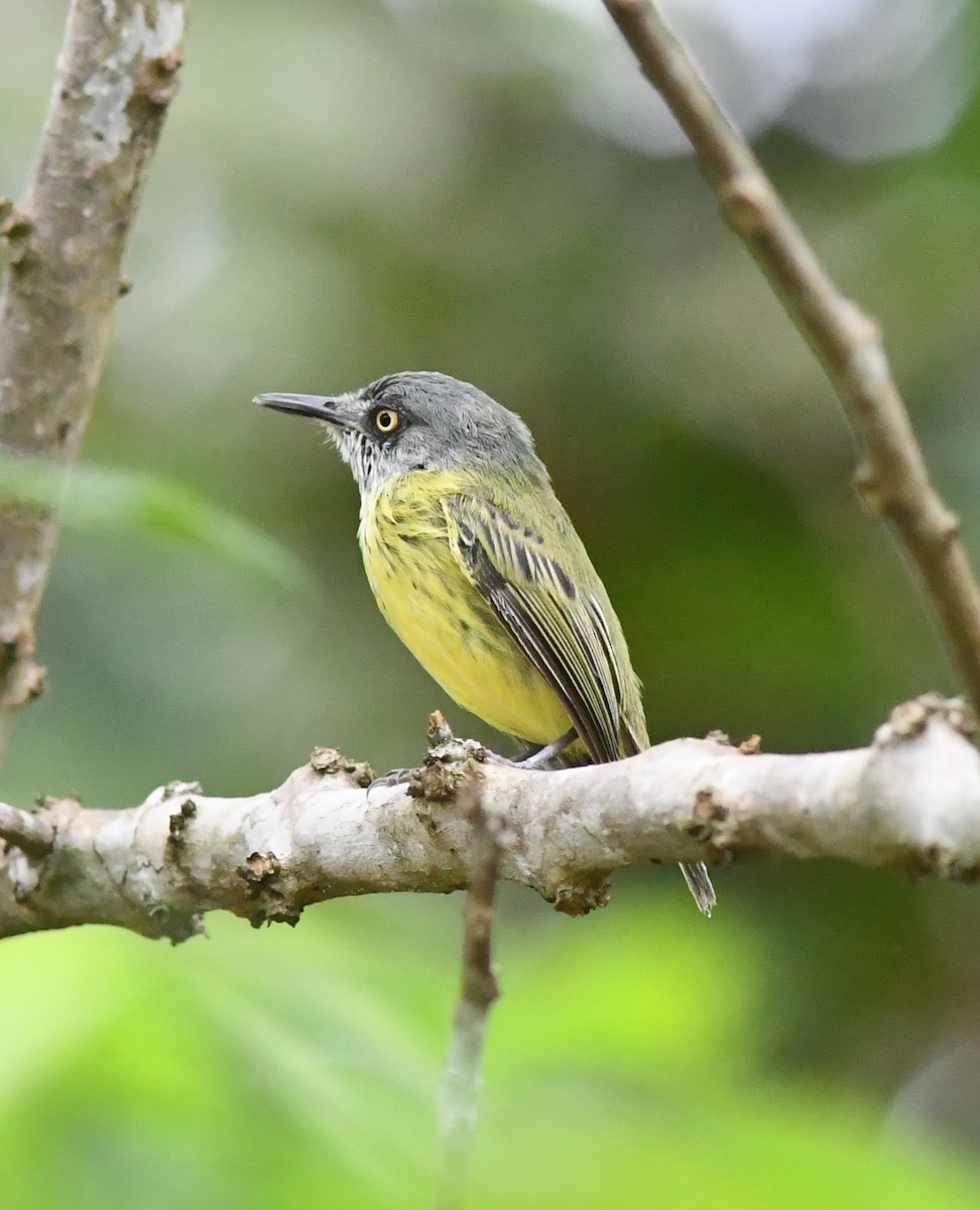 Spotted Tody-Flycatcher - ML598329711