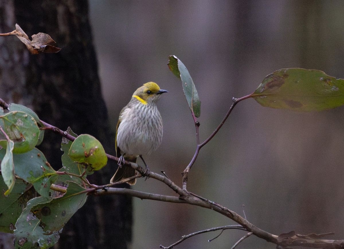 Yellow-plumed Honeyeater - ML598329911