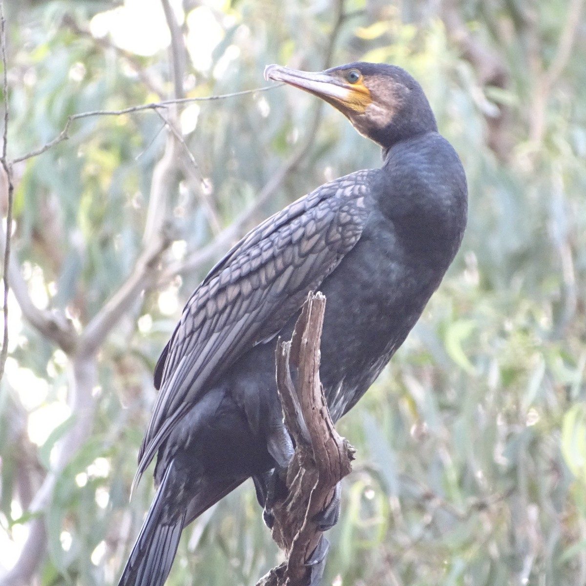 Great Cormorant - Tom May