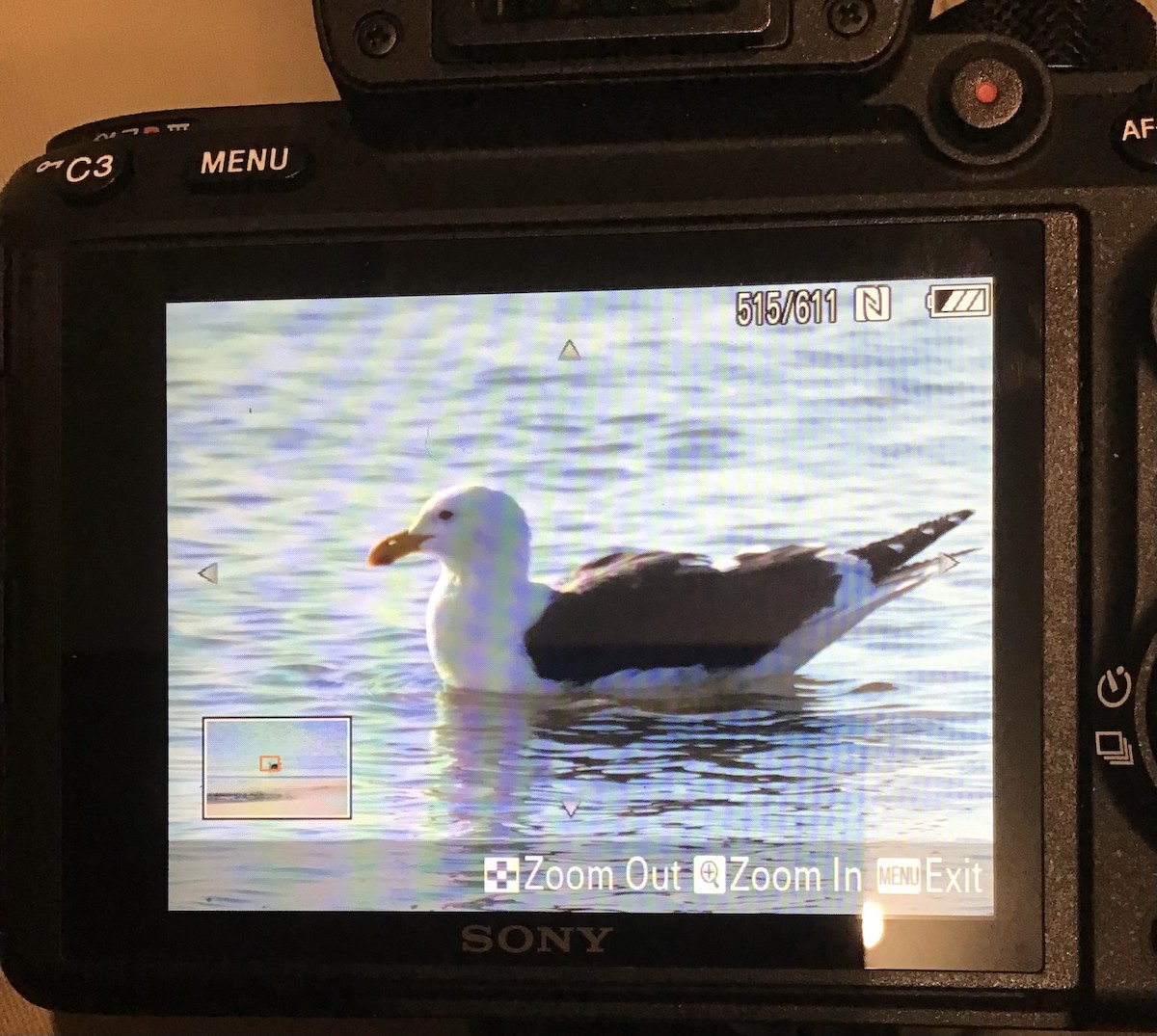 Kelp Gull - ML598330601