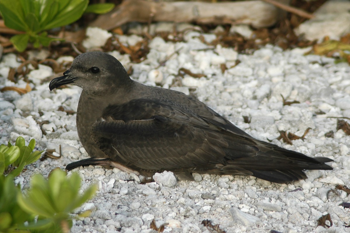 Petrel del Herald - ML59833081