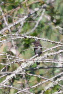 Black Phoebe - ML598330991