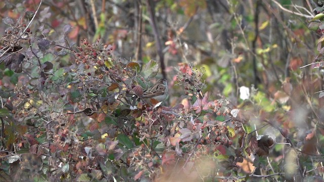 Moineau domestique - ML598331181