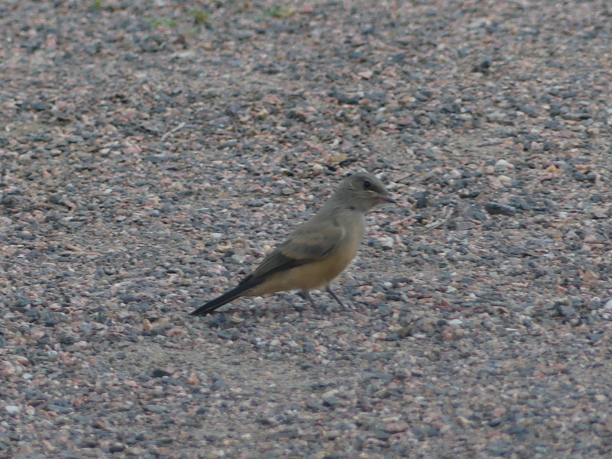 Say's Phoebe - ML598331541