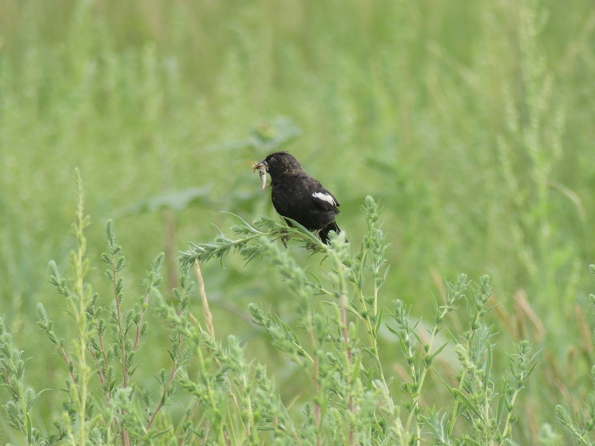 Lark Bunting - ML598331711