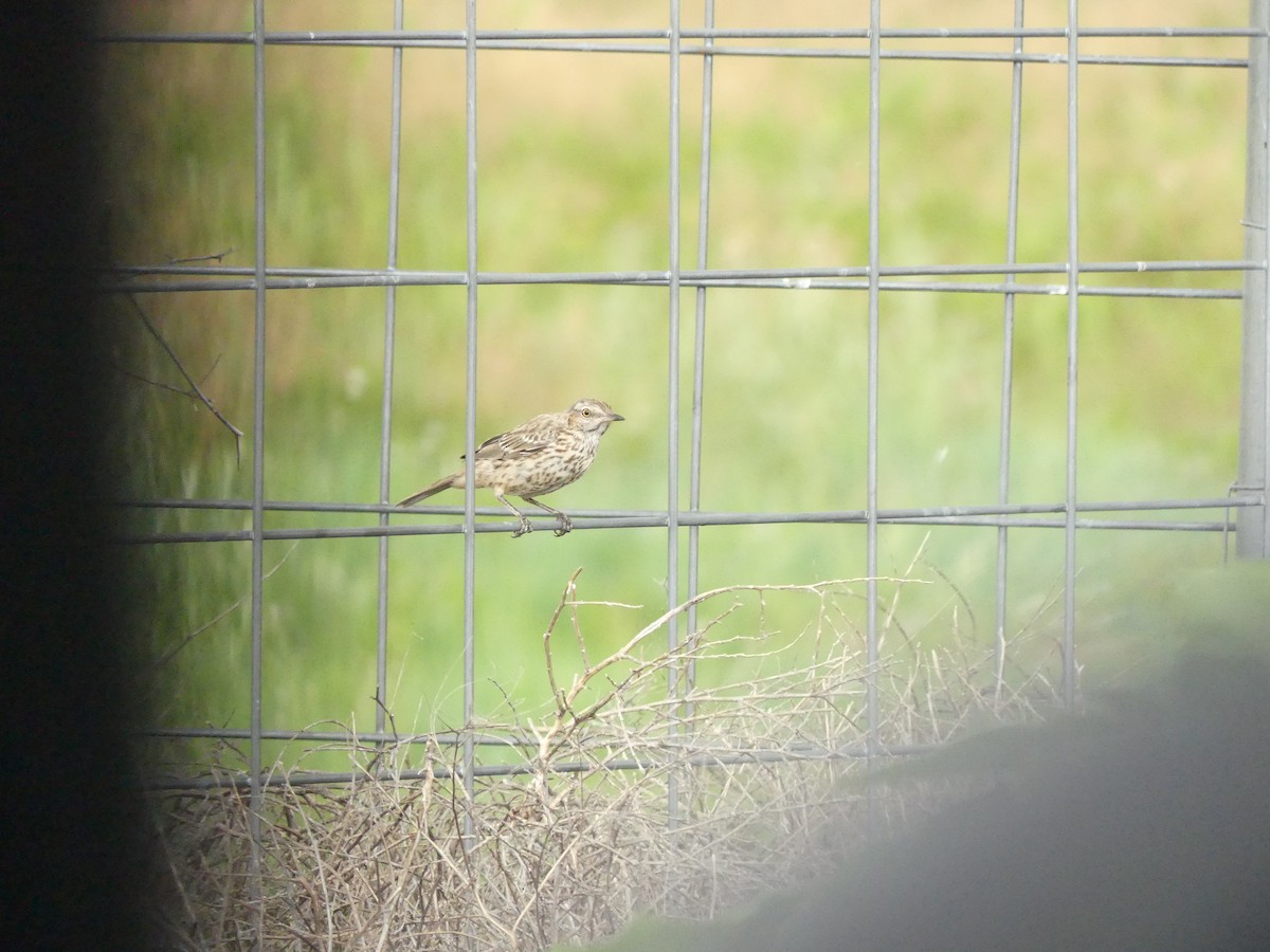 Sage Thrasher - ML598331851