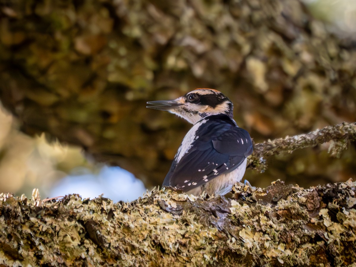 Hairy Woodpecker - ML598331911