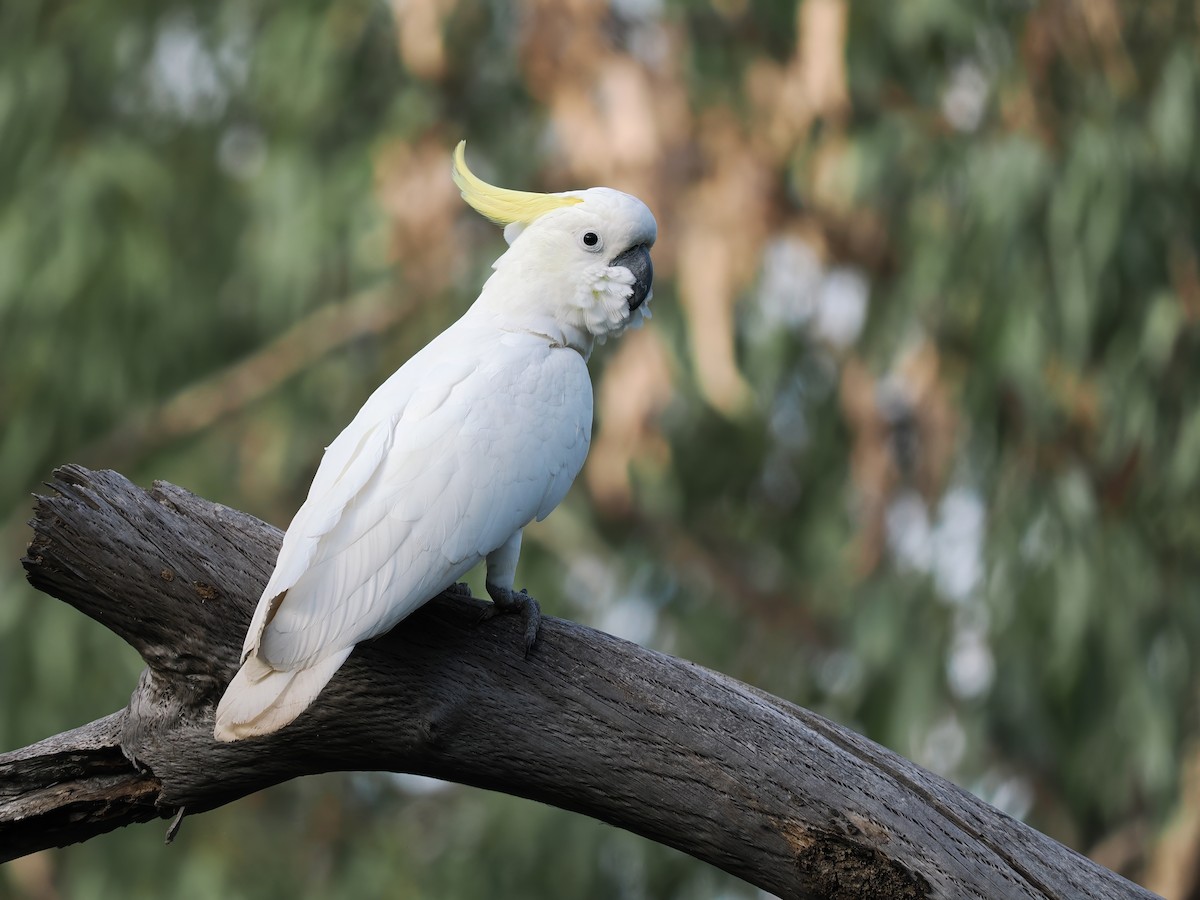 Sulphur-crested Cockatoo - ML598332761